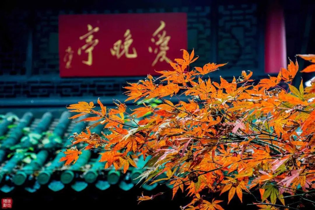 传说中的枫叶,传说中的光雾山红叶