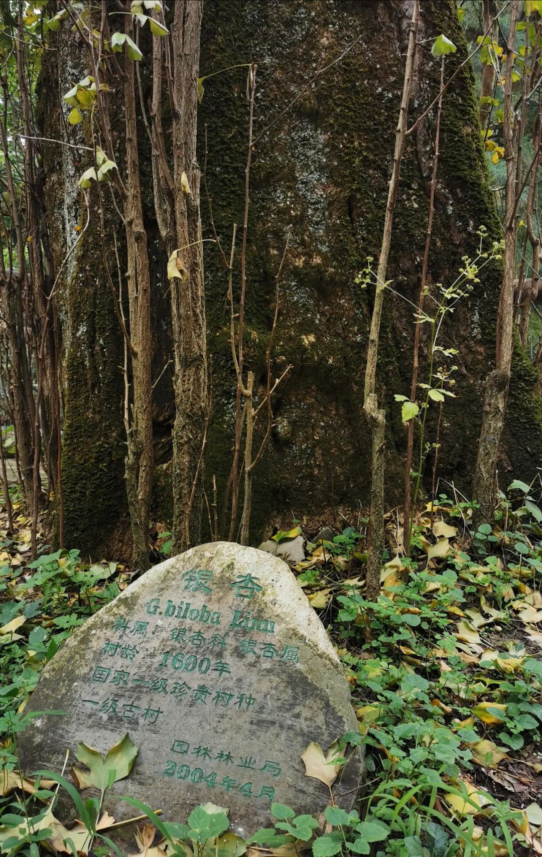 武汉人自驾游住哪里,武汉人自驾游住哪里好