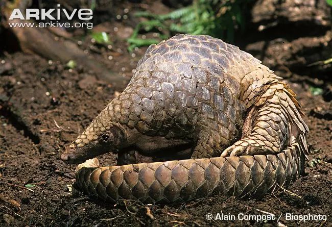 非法野生动物判刑数罪并罚,非法经营野生动物案处决