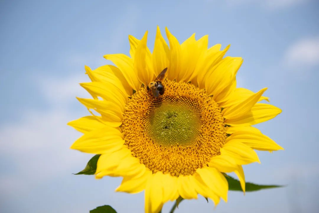 去东湖看花,去东湖看风景