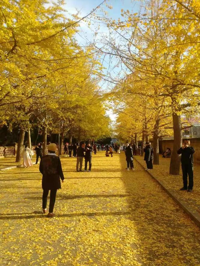 大连适合赏秋的地方,大连赏秋好地方