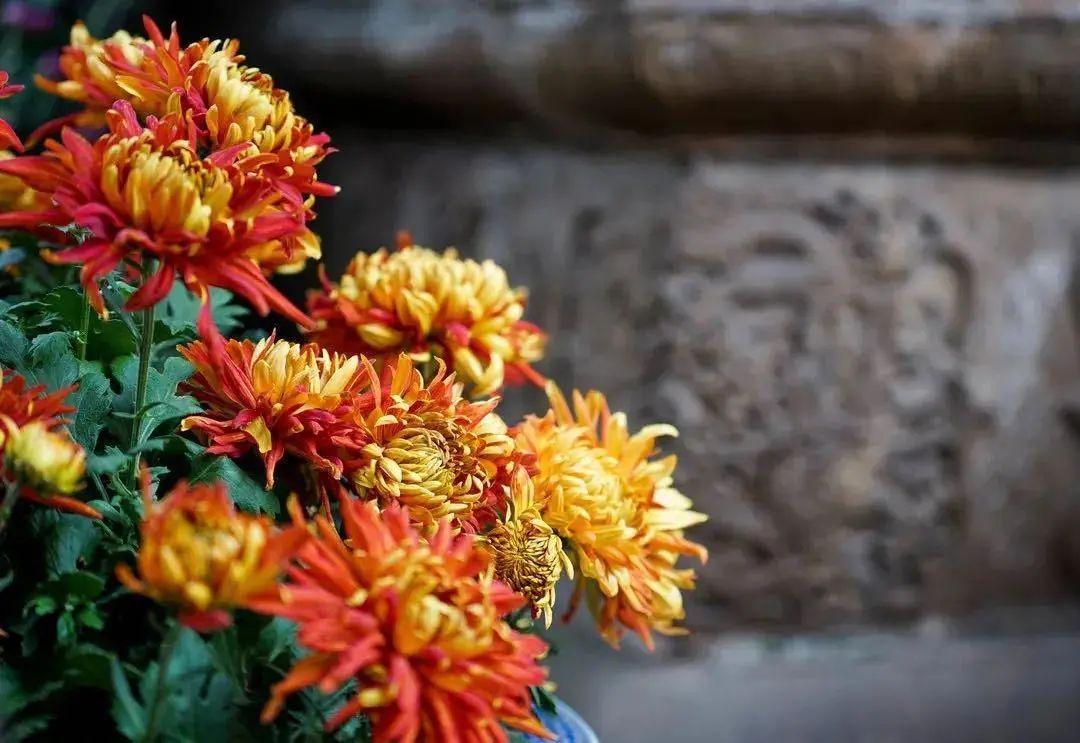 重阳关爱老人暖人心,重阳节陪伴是最好的孝心