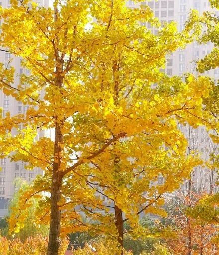 赏秋小众景点推荐,川西赏秋旅游景点