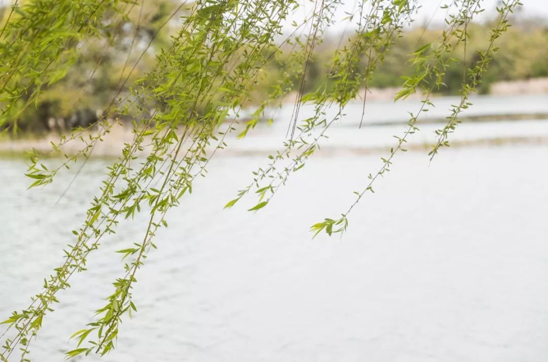 成都1100个公园俯瞰,成都100个公园规划图