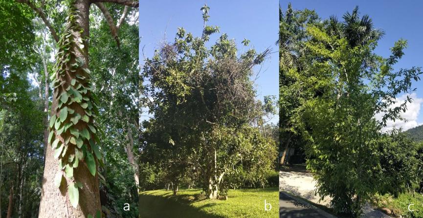 无花果抗虫,无花果的抗癌效果怎样