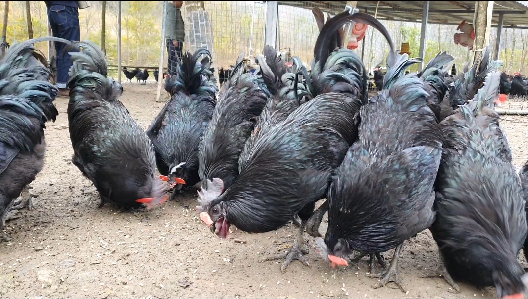 陕西汉中略阳乌鸡养殖,陕西略阳乌鸡