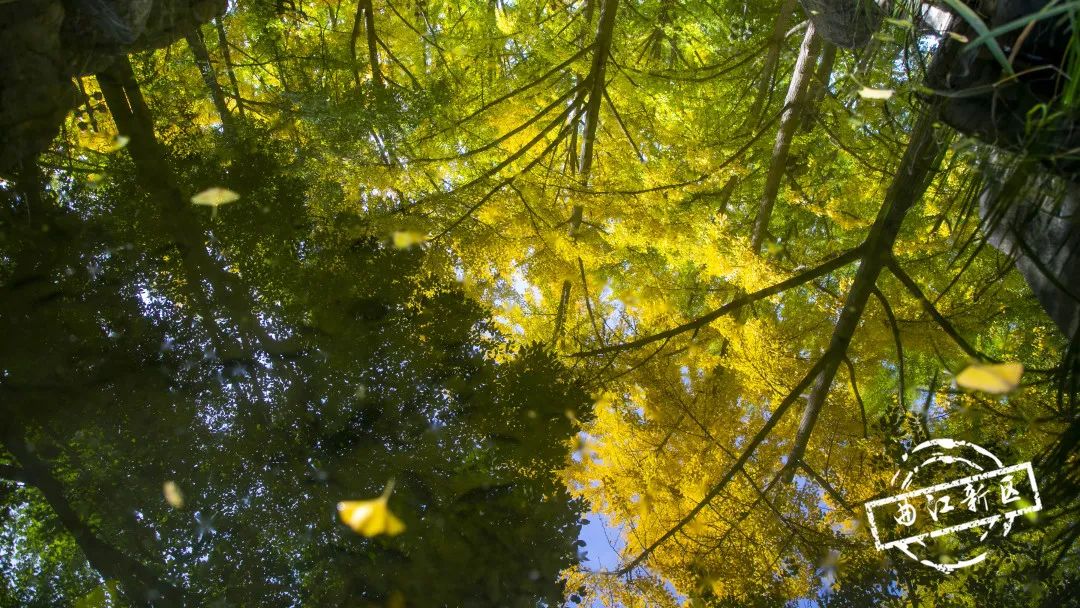 曲江秋天风景,曲江的秋色