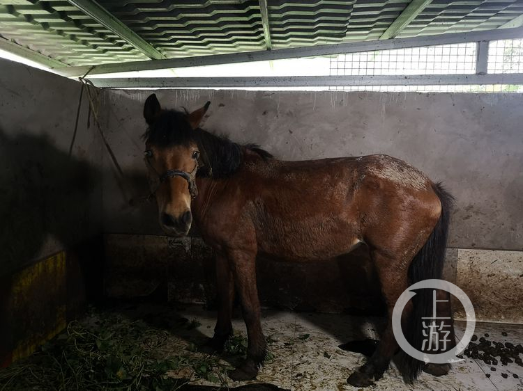 68岁老人收养1300只小动物,68岁老奶奶收养1300只流浪动物