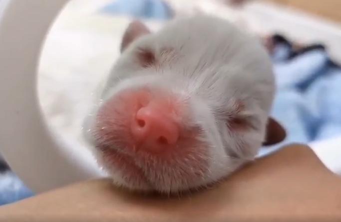 9小只，奶萌奶萌的！湖州刚诞生4头小金虎的动物园，又迎来一窝小白狼