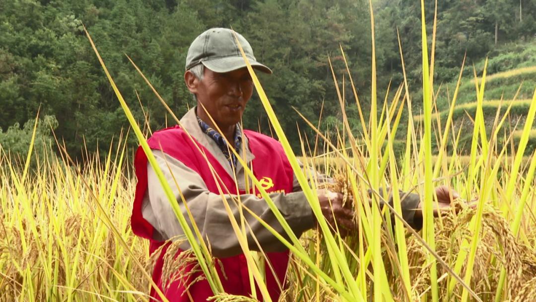 二十年荒地换“新装”！青田这个村走上致富“稻”路