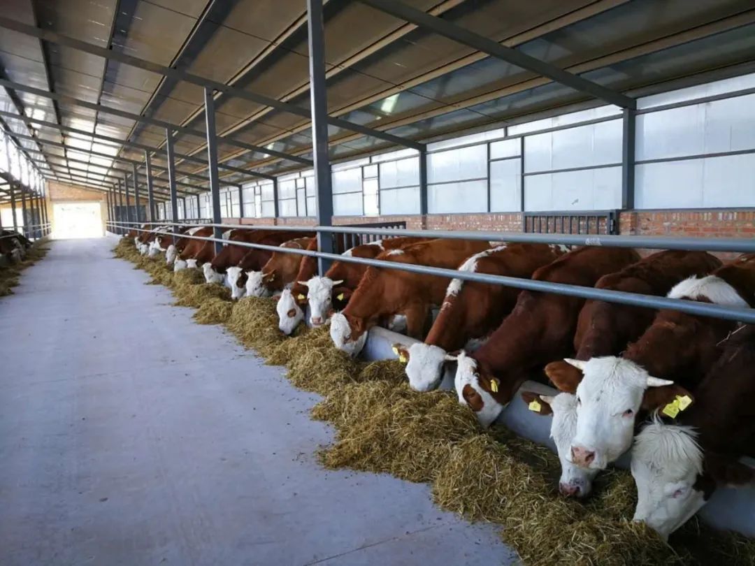 内蒙古赤峰天山的牛,通辽的牛和赤峰的牛区别