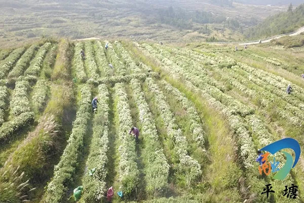 产业兴旺领航乡村振兴——平塘县特色农业产业发展综述