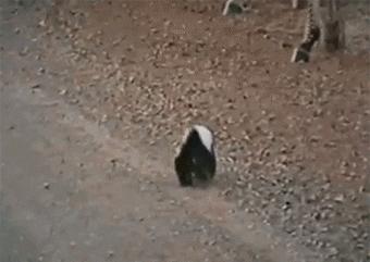 蜜獾被一条蟒蛇生吞了,蜜獾捕食大蟒蛇