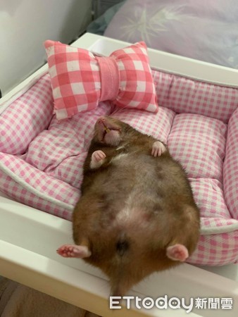 昨晚喝太多!鼠宝睡成黑糖Q麻糬 「扶起又软掉」坚持赖床