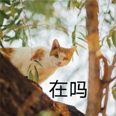 “天猫”来了？天大的猫猫们有自己的表情包啦！点击*载下**