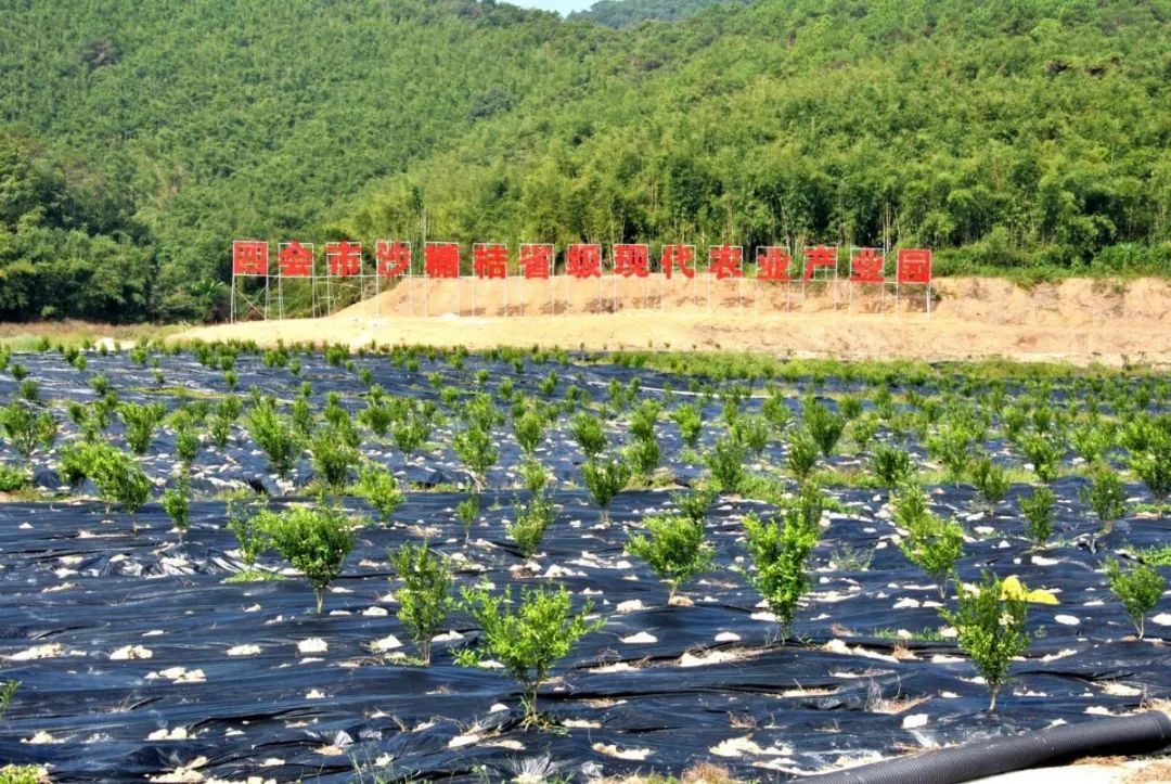 【活动预告】“水秀柑香红色黄田”乡村文化振兴志愿集市活动即将开启,精彩活动等你来!