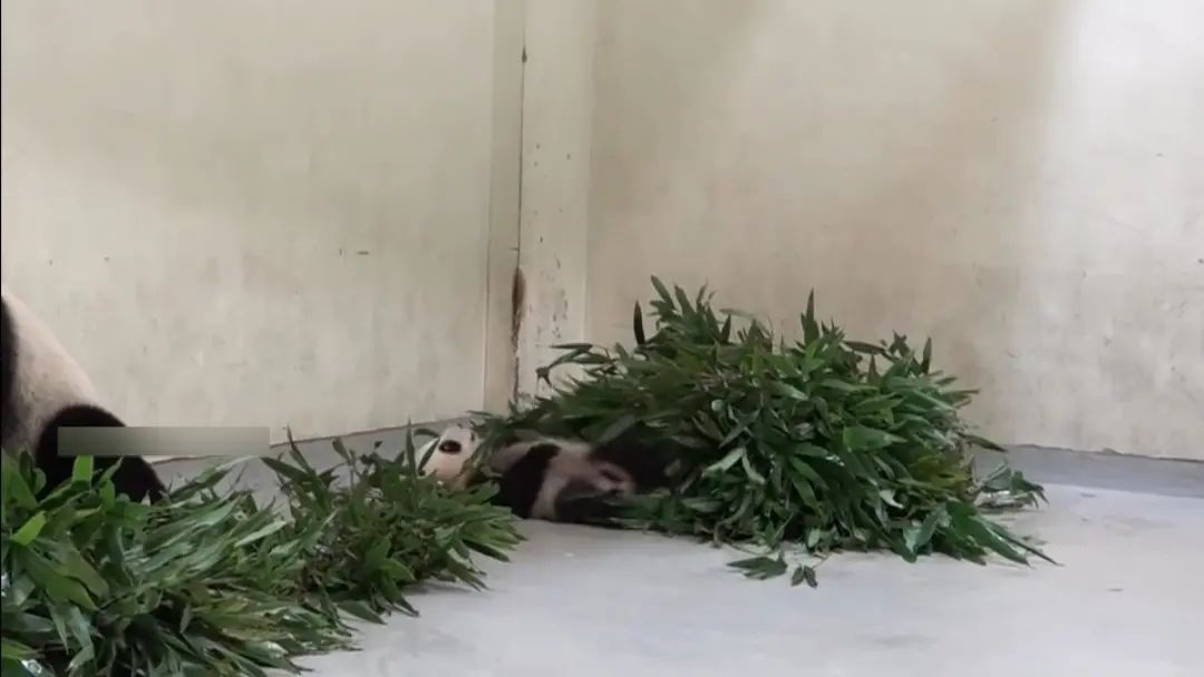 熊猫圆仔圆宝能回大陆了吗,大熊猫国宝亮相