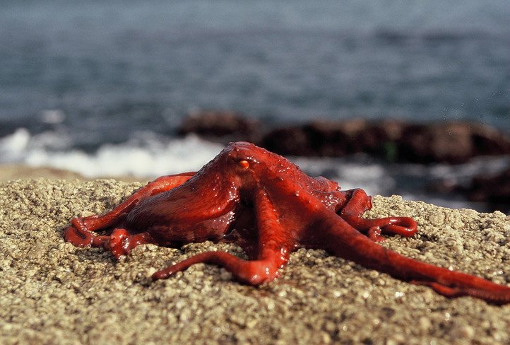 趣味科普小知识动物篇,有趣的动物科普小知识视频