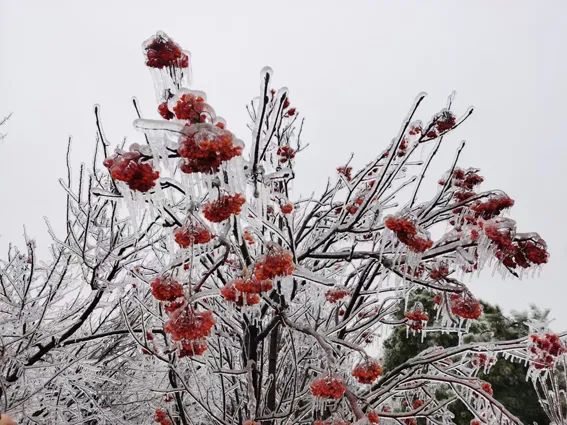 延边滑雪东北已率先进入雪季,延边开启滑雪季快来嗨翻冬天