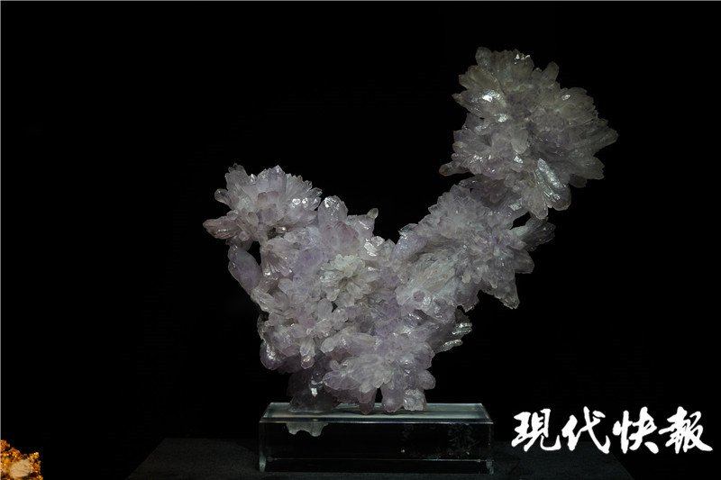 金枝玉叶文创产品南博,南博玉展