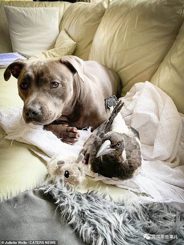 狗子把受伤的喜鹊当娃养，没怀过孕居然开始产奶