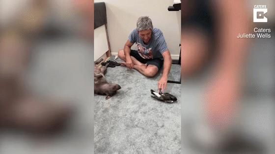 狗子把受伤的喜鹊当娃养，没怀过孕居然开始产奶