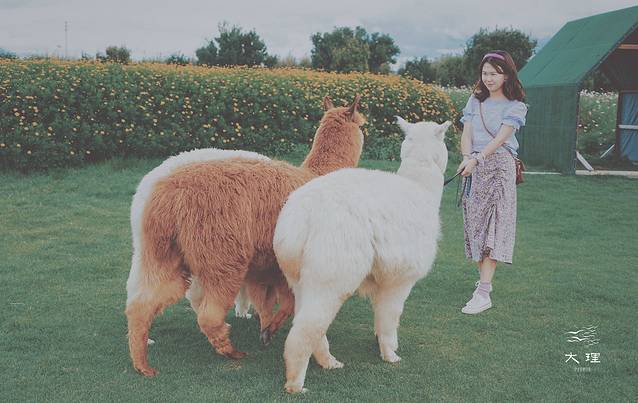 长沙自驾去大理多少钱,生活需要惊喜自驾直奔大理