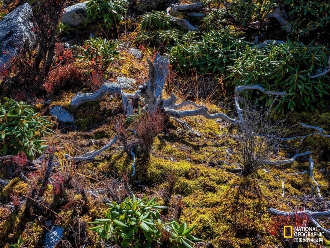 为什么要去稻城亚丁,为什么一定要去理塘