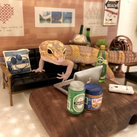 豹纹守宫的笑脸,微笑豹纹守宫