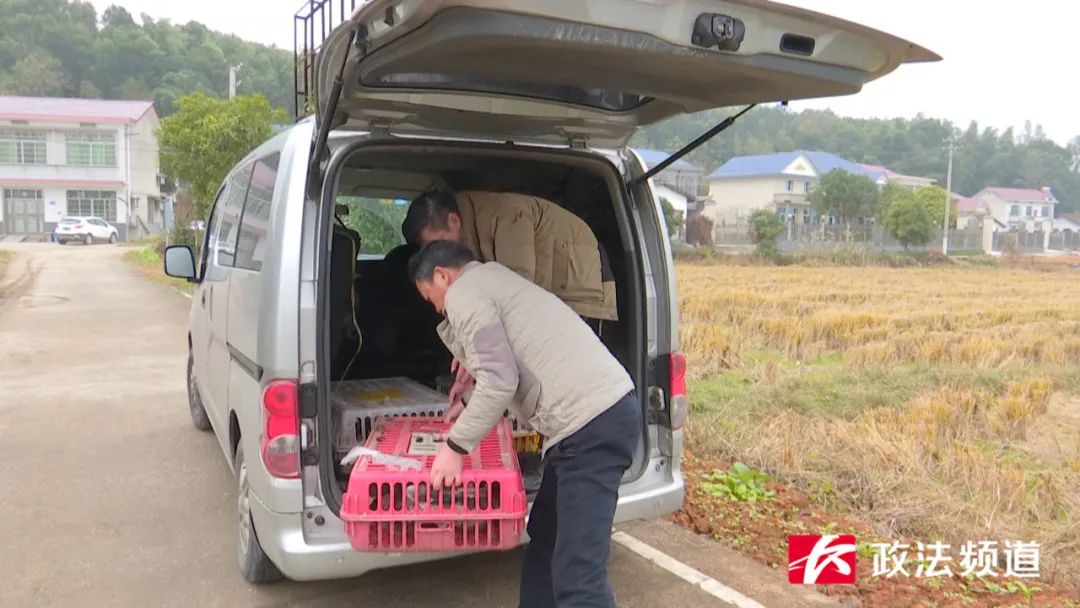 湖南买鸭,长沙买鸭
