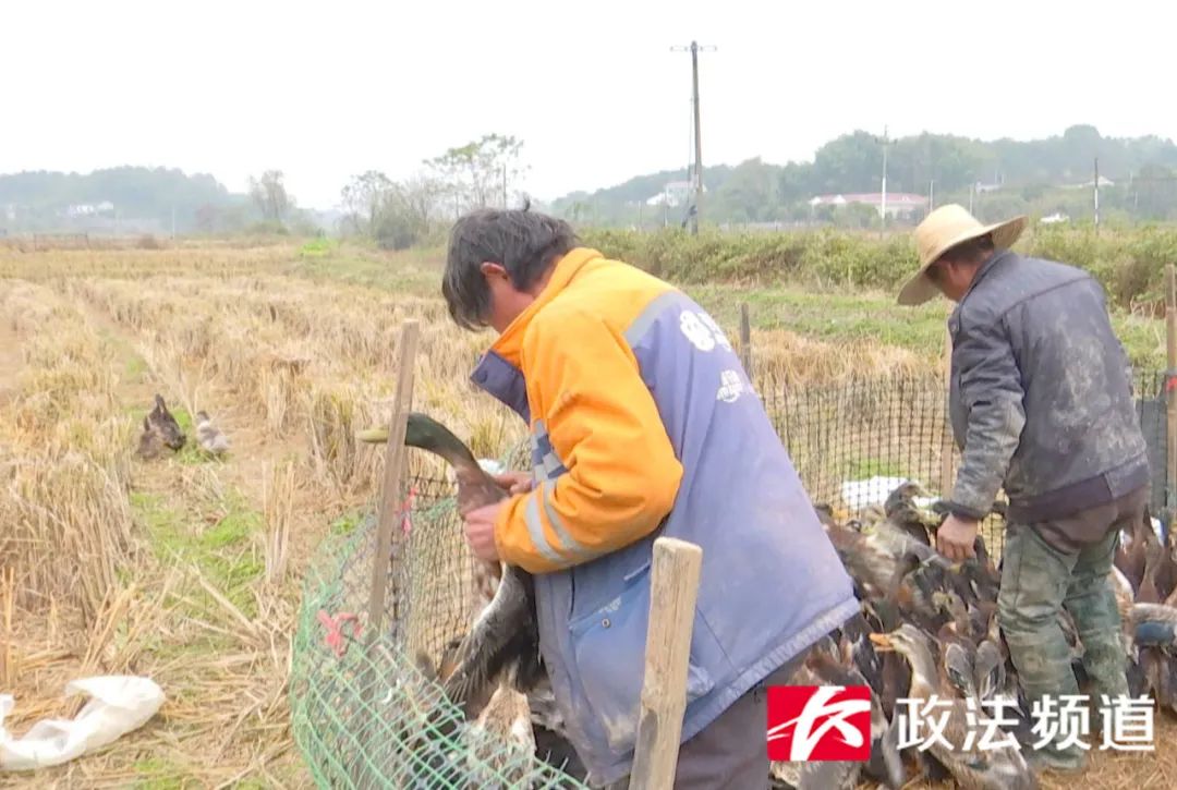 湖南买鸭,长沙买鸭