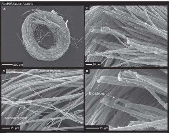 科学家发现精子质量,科学家发现1亿年前隧道