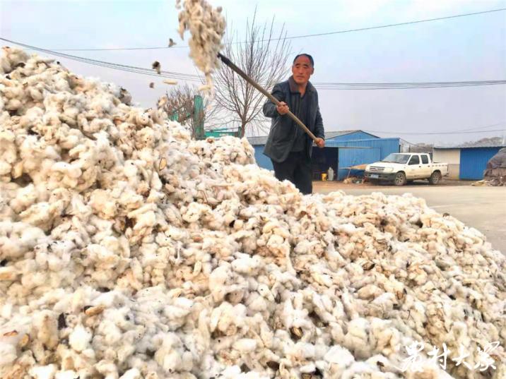 种棉花挣钱吗新疆棉农的年收入,规模种植能增收多少钱