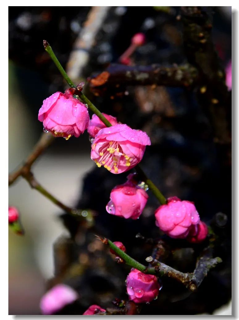 昆明春城风光秀,昆明春城秀小视频