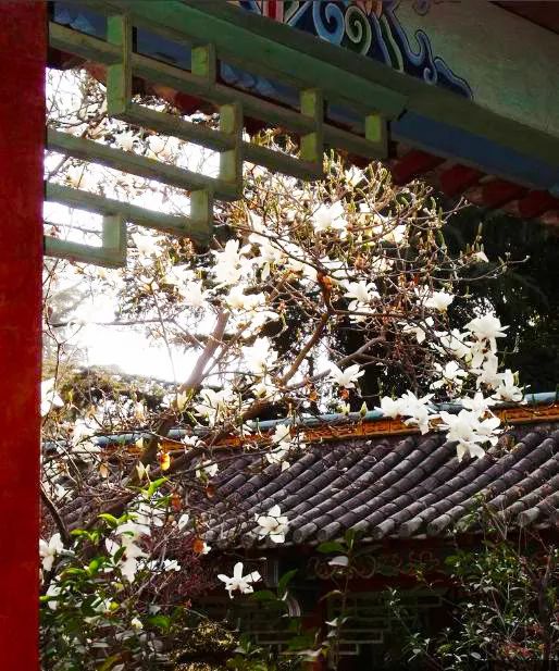 昆明春城风光秀,昆明春城秀小视频