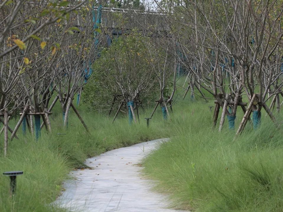 缓解城市热岛效应的措施,缓解城市热岛效应的有效建议