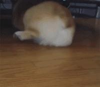 日本“性感小屁屁大赛”，300万网友围观点赞：屁屁虽好，不要贪摸哦