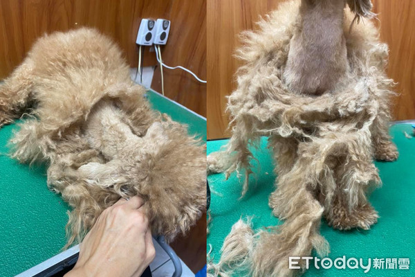 贵宾掀起「整片打结大衣」吓死人！美容师叹：穿可爱衣前请梳毛