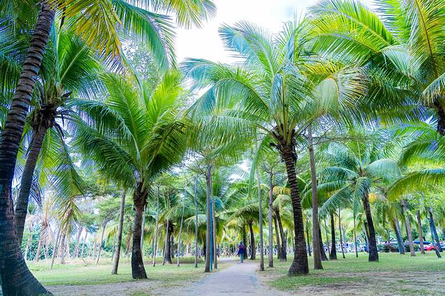 冬天三亚旅游攻略自由行,三亚旅游攻略冬季自由行