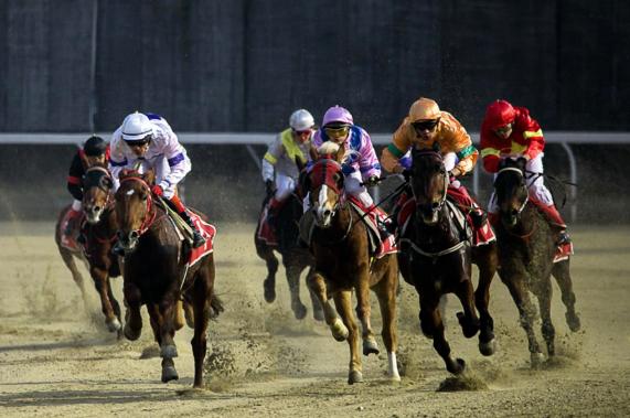 赛马国家级裁判考核,国家级马术裁判