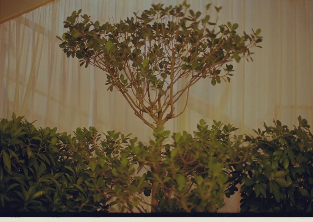 小倩摄影师,摄影师小倩