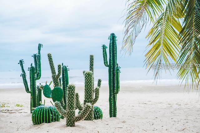 12月底三亚旅行攻略,12月份三亚自由行攻略