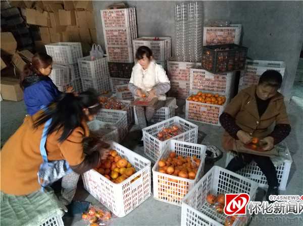 “柑”愿苍生享美味——怀化柑橘品改见闻录