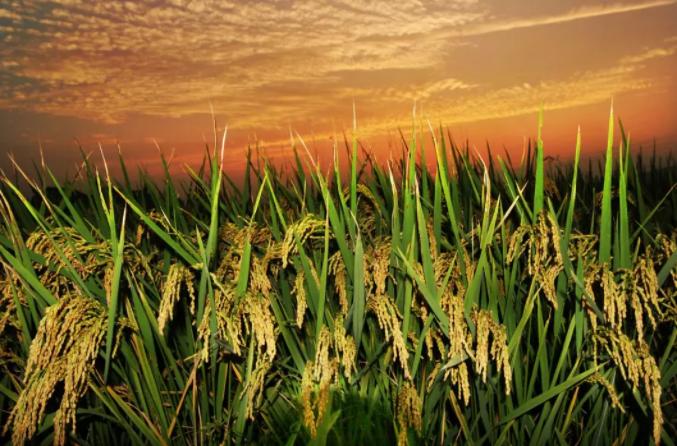 2016年丽水市农村人均可支配收入,丽水市2020年人均收入全国第几名