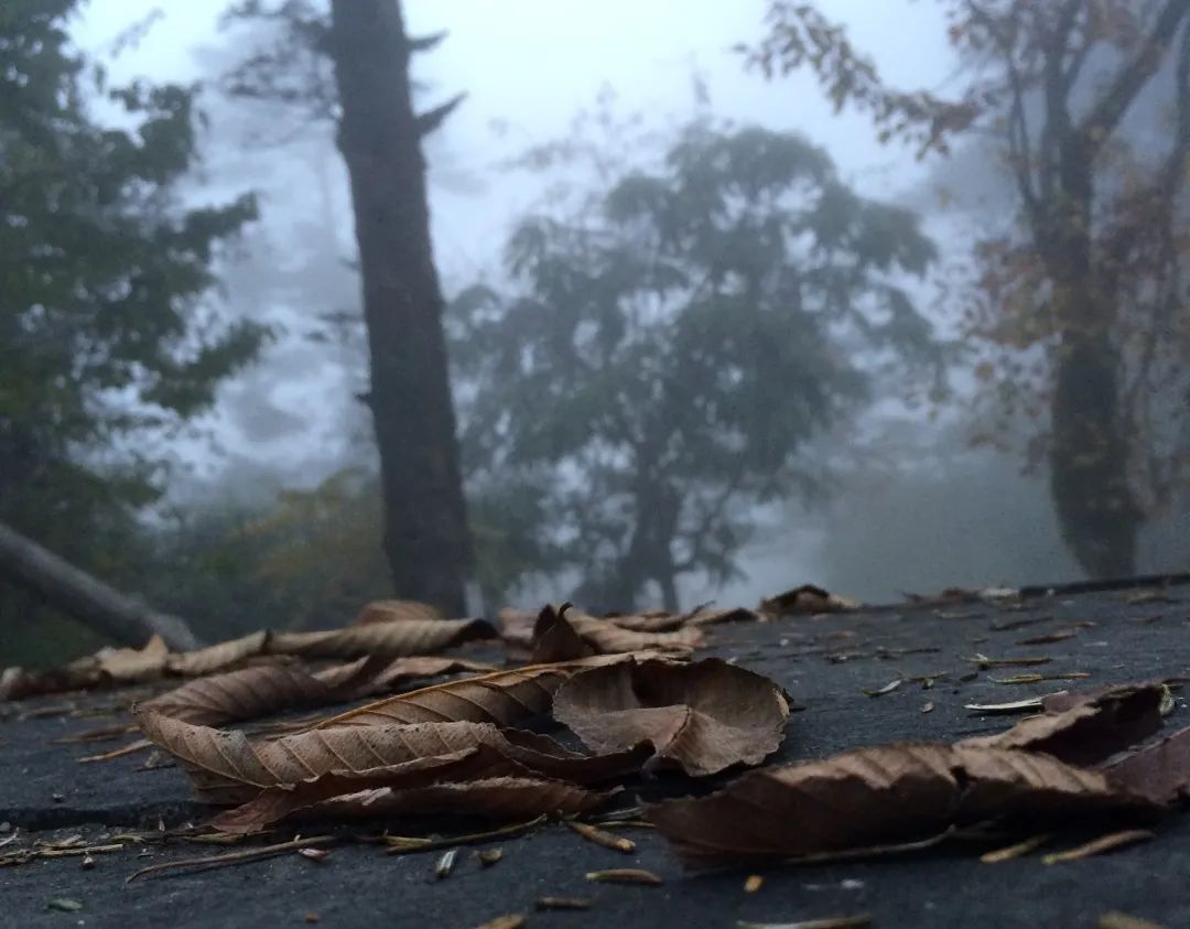 比亚迪腾势x,比亚迪纯牛图片