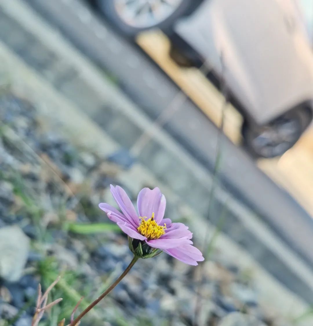 比亚迪腾势x,比亚迪纯牛图片