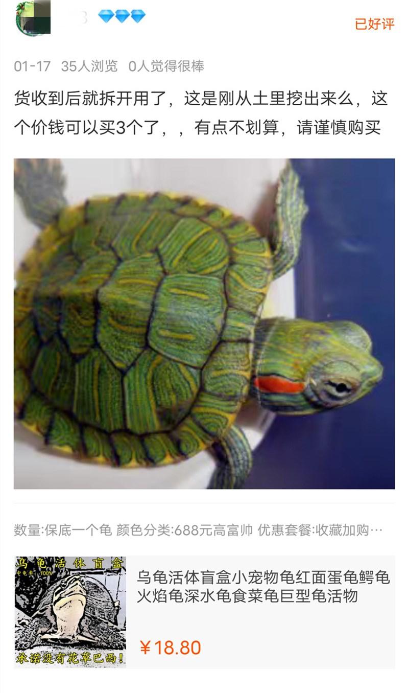 网购平台售卖“宠物盲盒”，不能退换还不能给中差评？