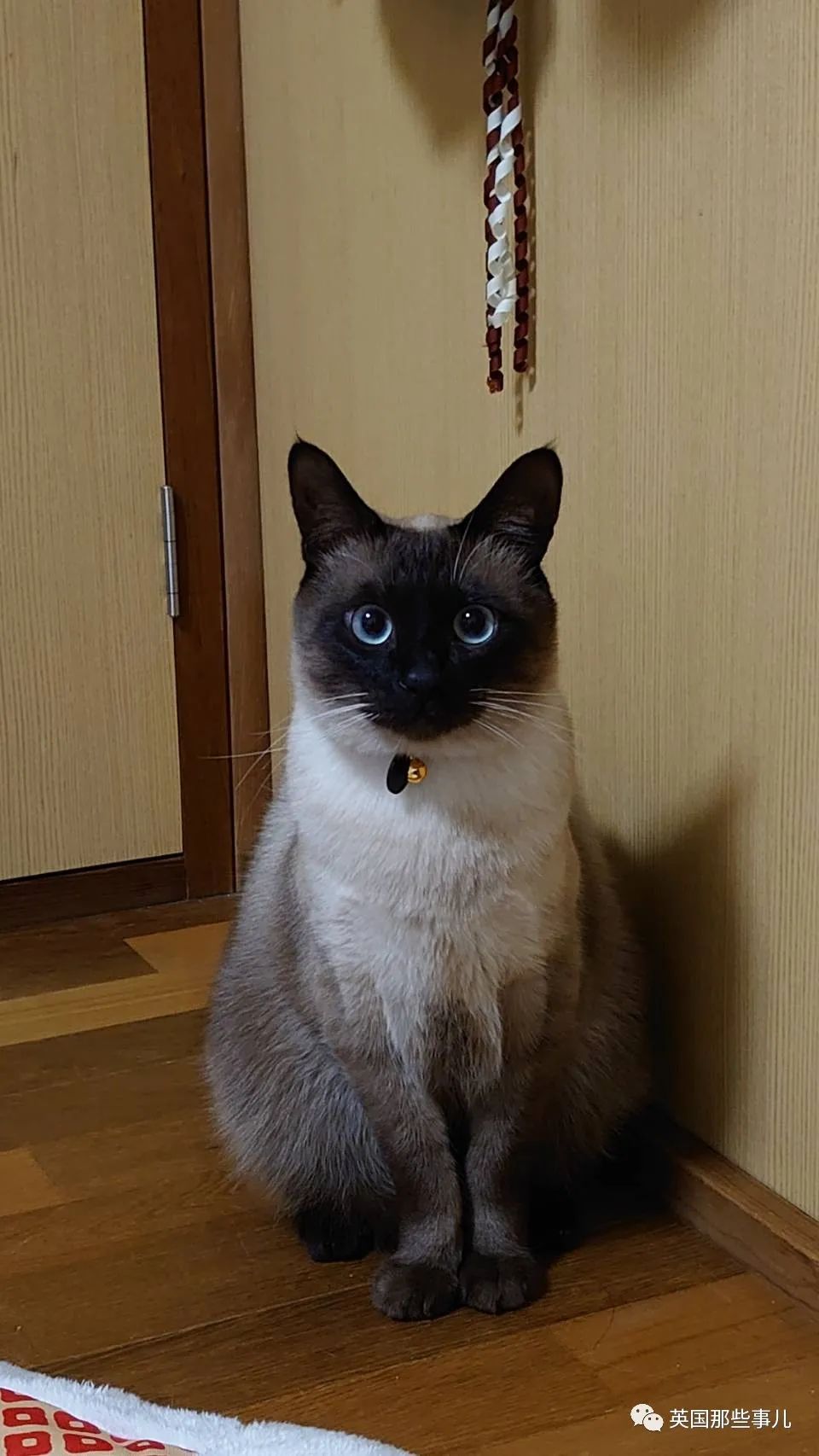 捡到小奶猫变身成男神,捡回来的小奶猫