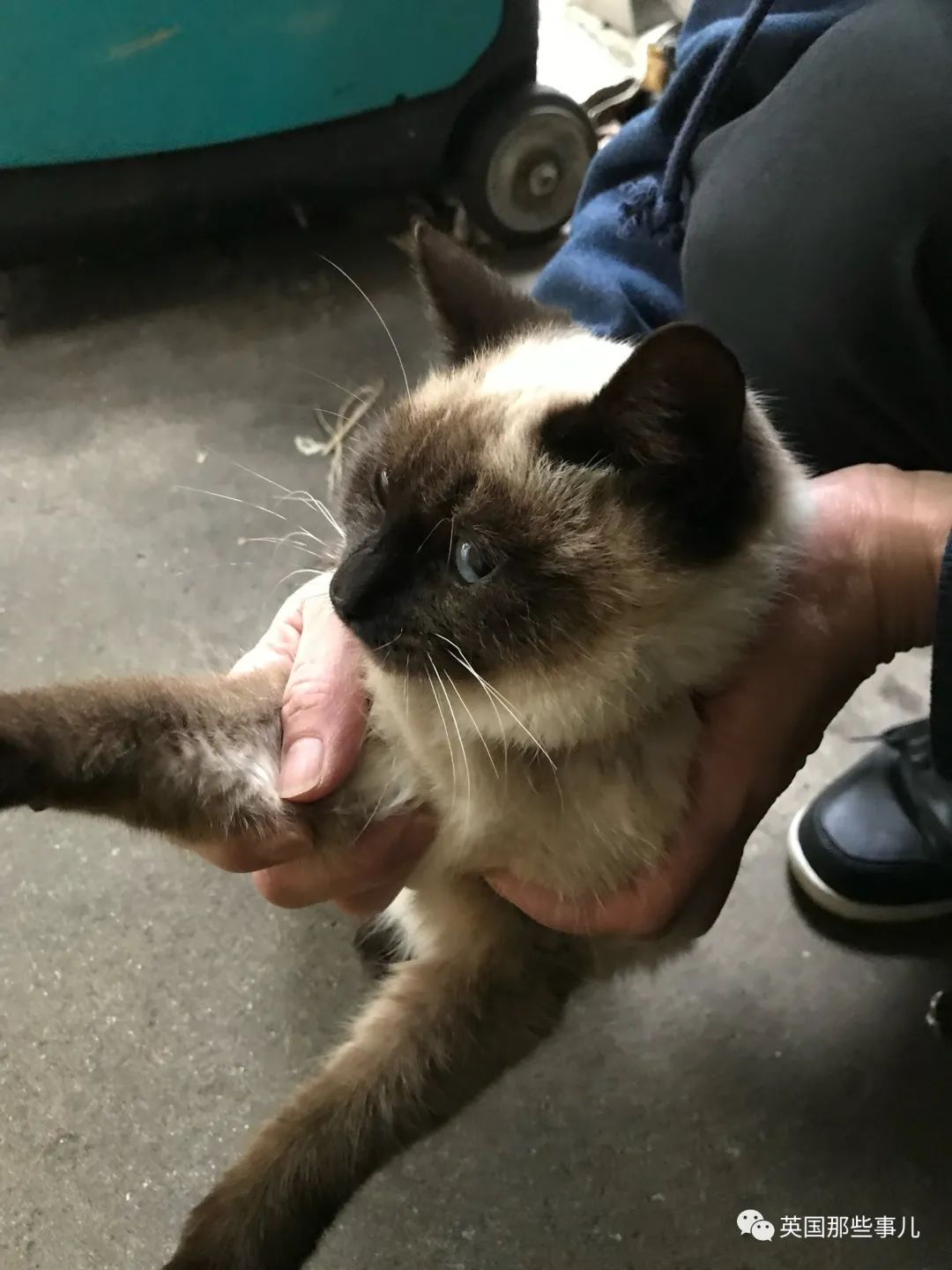 捡到小奶猫变身成男神,捡回来的小奶猫