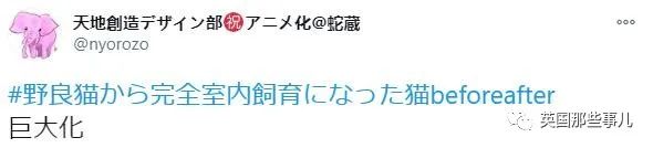 捡到小奶猫变身成男神,捡回来的小奶猫